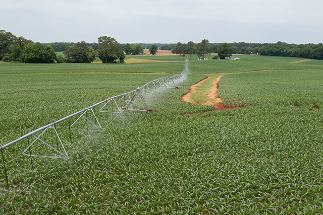 Irrigator running in midseason corn field