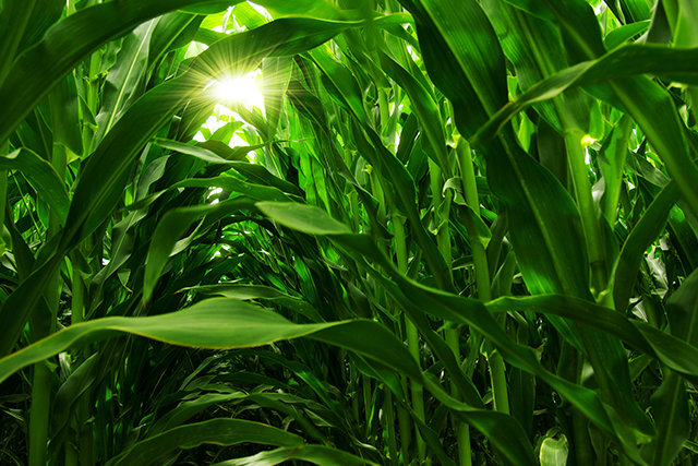 Corn Field