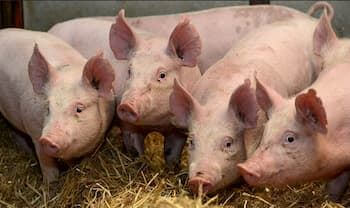 Four pigs looking towards camera in straw