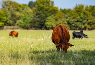 Cattle Grazing In Pasture