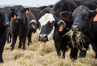 DDG is an Effective & Economical Choice for Late Pasture Supplementation |  Countryside Feed -