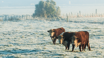 Cattle Grazing In Winter Pasture