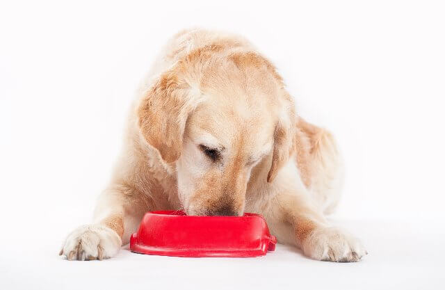 Dog Feed Supplements