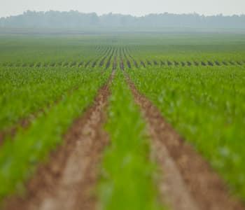 Use Data to Shape Your Nutrient Strategy
