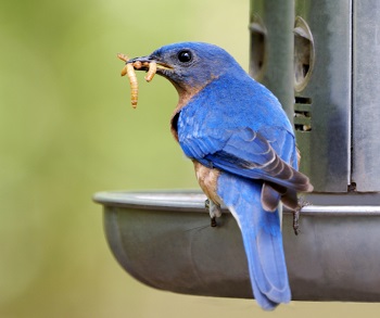 Dried Mealworms - Will birds eat them?