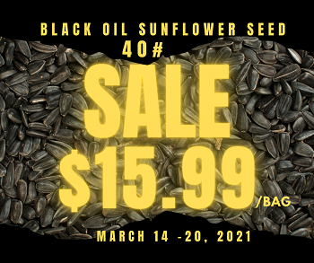Black Oil Sunflower Seed SALE