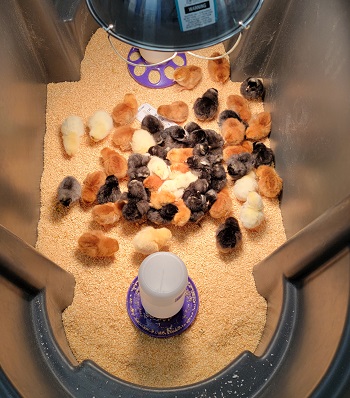 Purina Chick Days 2021