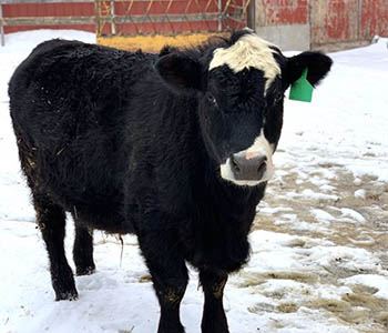 Show Cattle Supplements: 5 Frequently Asked Questions