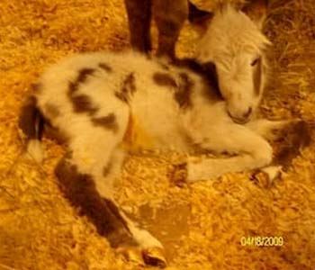 Survivor Story: 50 Miracle Foals Saved Each Year
