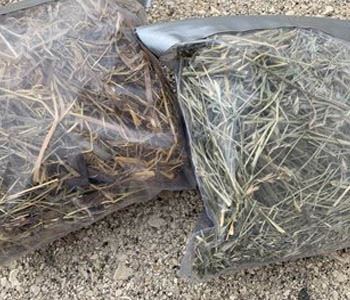 Hay Quality for Horses
