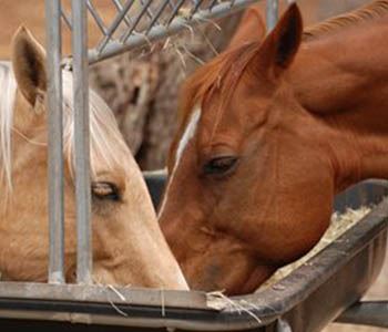 Six Common Horse Feed Additives