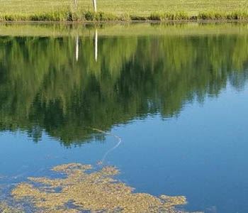 Four Tips to Establish a Healthy pond