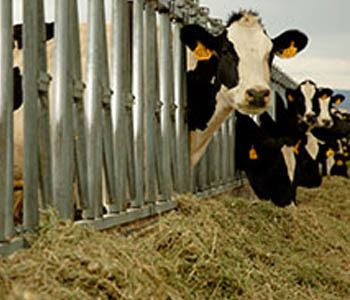 Feeding Programs for Dairy Steers
