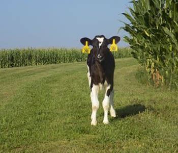 Four Questions  Ask About Calf Colostrum Replacer