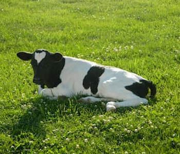 Probiotics for Calves 101