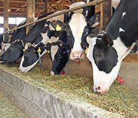 Weaning Calves? Know Your Starter Feed Basics
