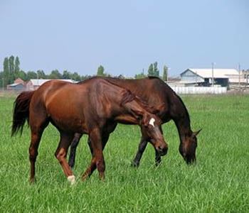 Ideas for Decreasing Heat Stress in Horses