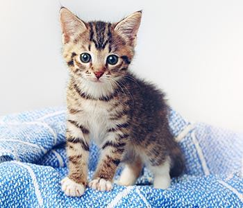 Introducing a New Kitten to Your Home