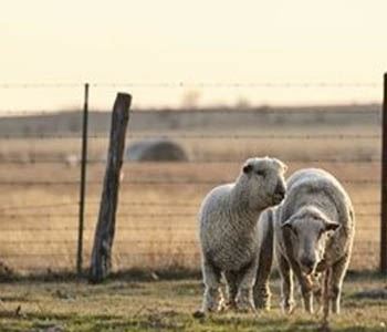 Starting Young Nursing Lambs on Feed