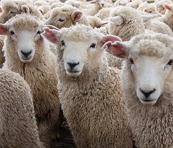 Sheep Nutrition for Year-Round Performance