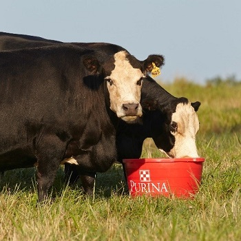 Essentials to Help Beat Heat Stress in Cattle