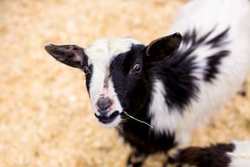 Ketosis and Pregnancy Toxemia in Goats