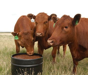 Seven Vital Trace Minerals for Cattle