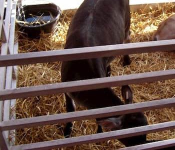 Get Your Dairy Calf Nutrition Program Ready for Winter