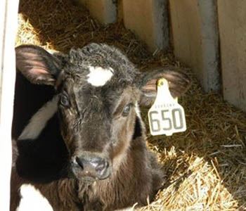 Communicating in the Calf Barn