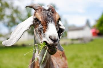 The Why and How to Dry Up a Dairy Goat