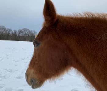 What can a Prebiotic do for Your Horse?