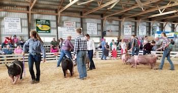 Formula For Show Pig Success Includes Starting Slow