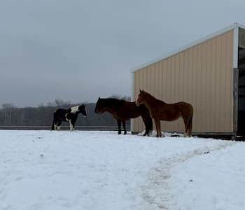 How to Care for Horses in Winter