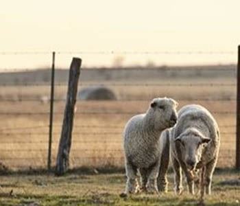 Creep Feeding Lambs