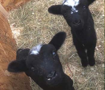The Power of Colostrum for Kid Goats and Lambs