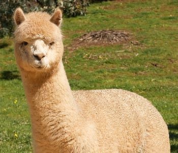 Improving Alpaca Fleece Quality Through Nutrition Country Visions