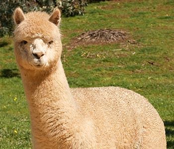 Improving Alpaca Fleece Quality Through Nutrition