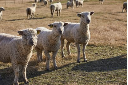 Guide to Lambing Season Success