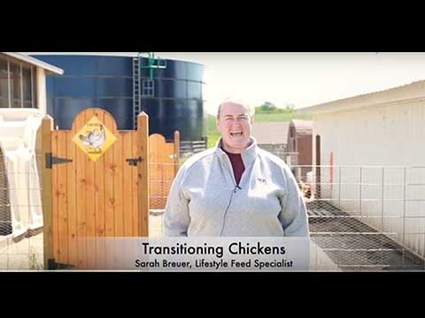 Have laying Chickens you are planning on Transitioning?