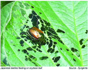 20210630-Japanese-Beetle-ID-and-Mangement-in-Soybeans-2-copy.jpg