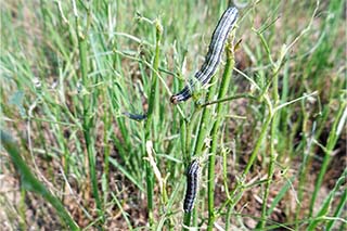 Fall Army Worm