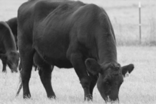 Cattle Grazing Spring