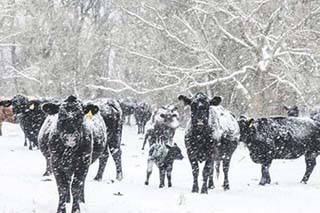 Winter Cattle