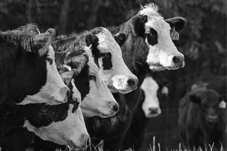 Cattle Article