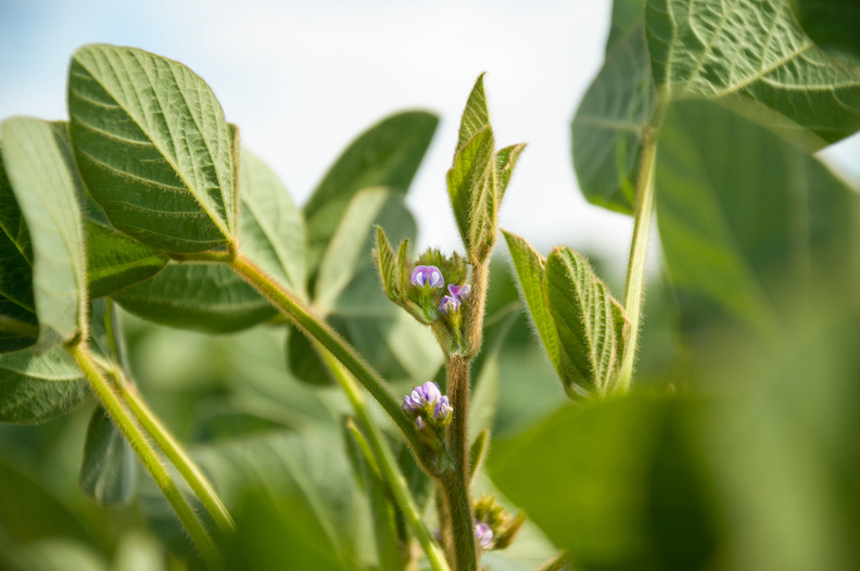 fungicide applications are critical during soybean flowering