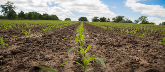 Pre-emerge herbicides help fight yield-robbing weeds