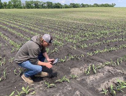 agronomist with tablet in corn field