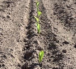 Emerging corn May 2025