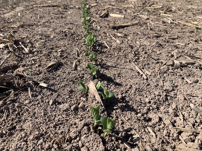 emerging soybeans