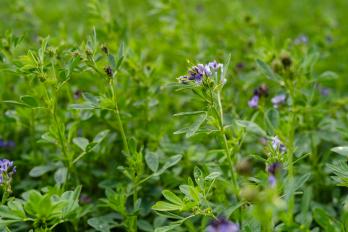 flowering alfalfa